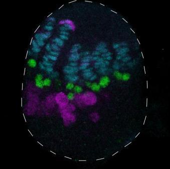 The development of the ovary in a fruit fly larva: the niches (blue) are in contact with germ-line stem cells (green); further away from the niches, germ-line stem cells begin their differentiation into eggs (purple)